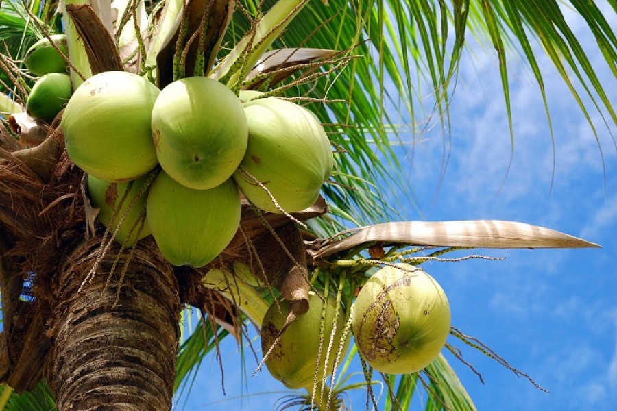 Kerala ranks third in Coconut Production