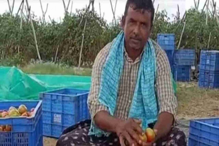 Farmer Earns 4 Crore Turns Crorepati By Selling Tomato 