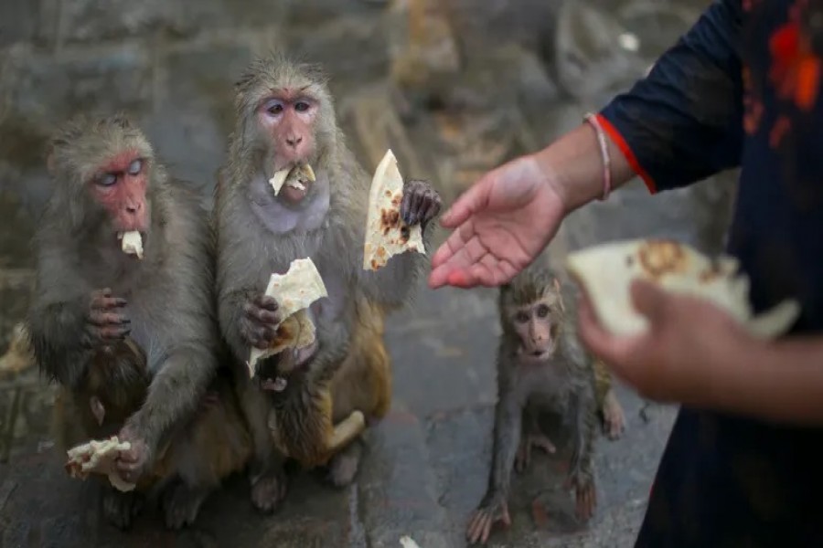 Fine for feeding monkeys in Saudi Arabia
