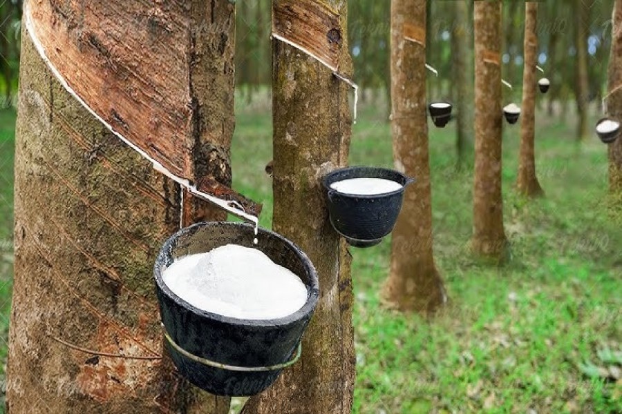 Rubber prices at all time high